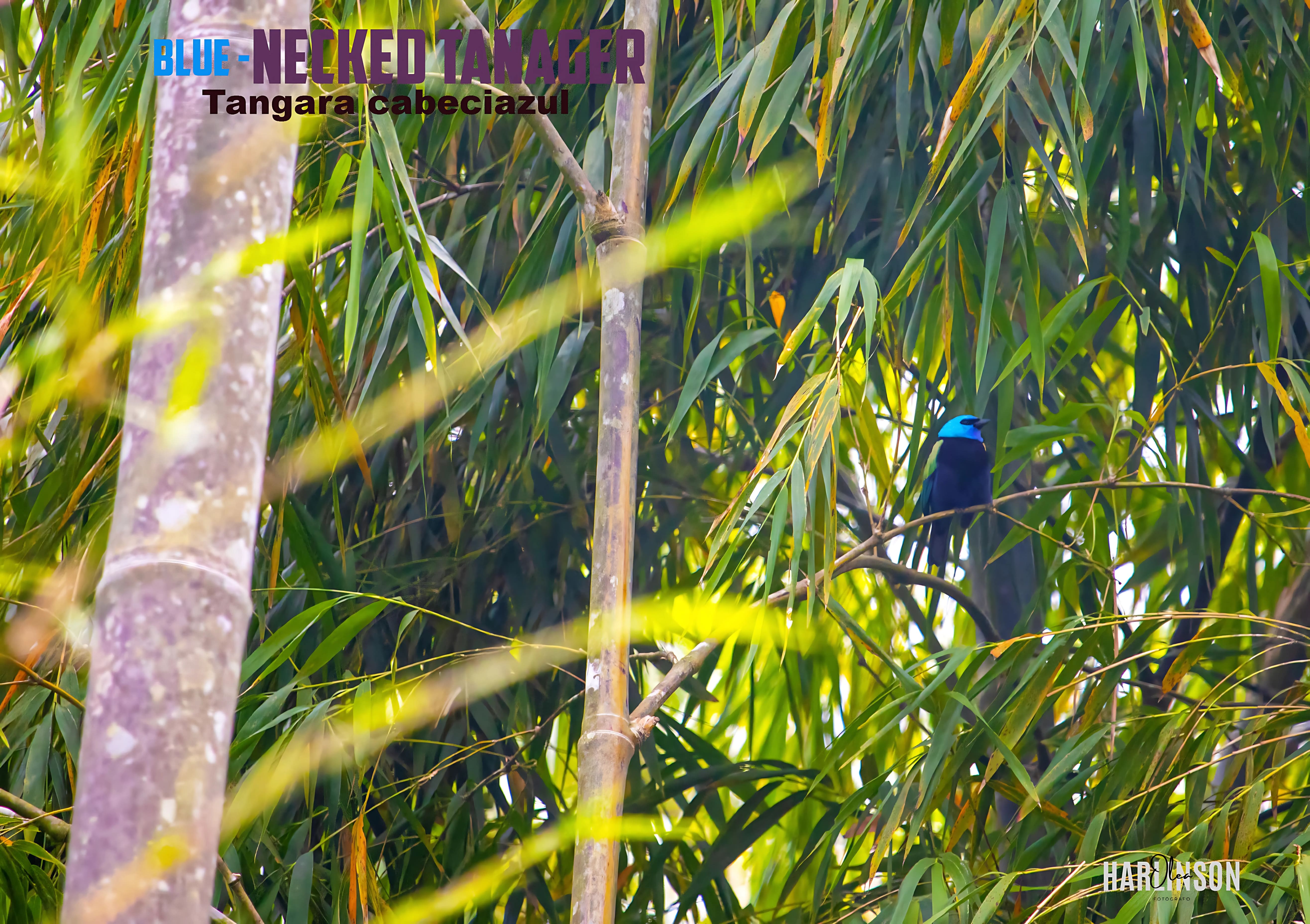Tangara cabeciazul