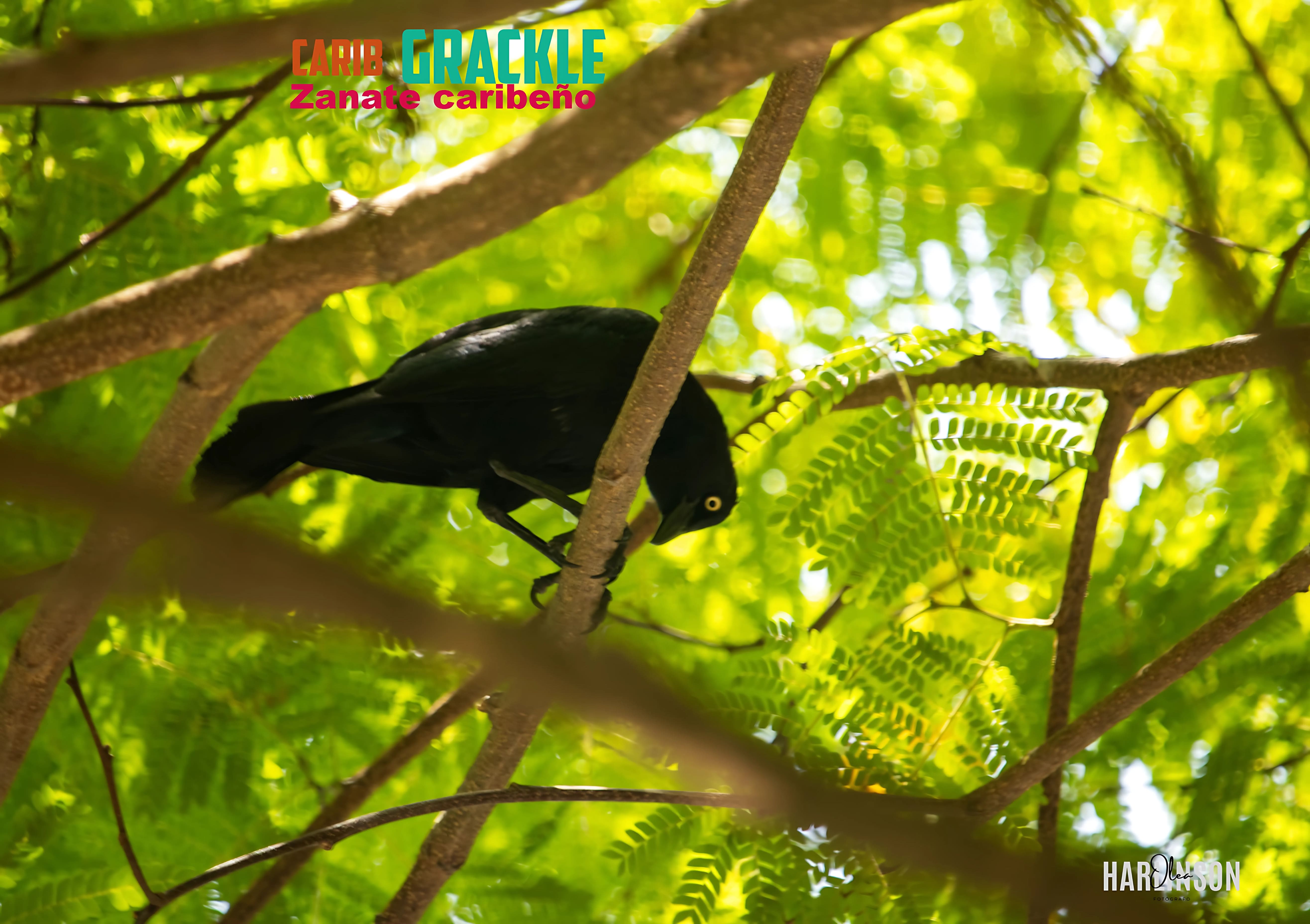Zanate caribeño