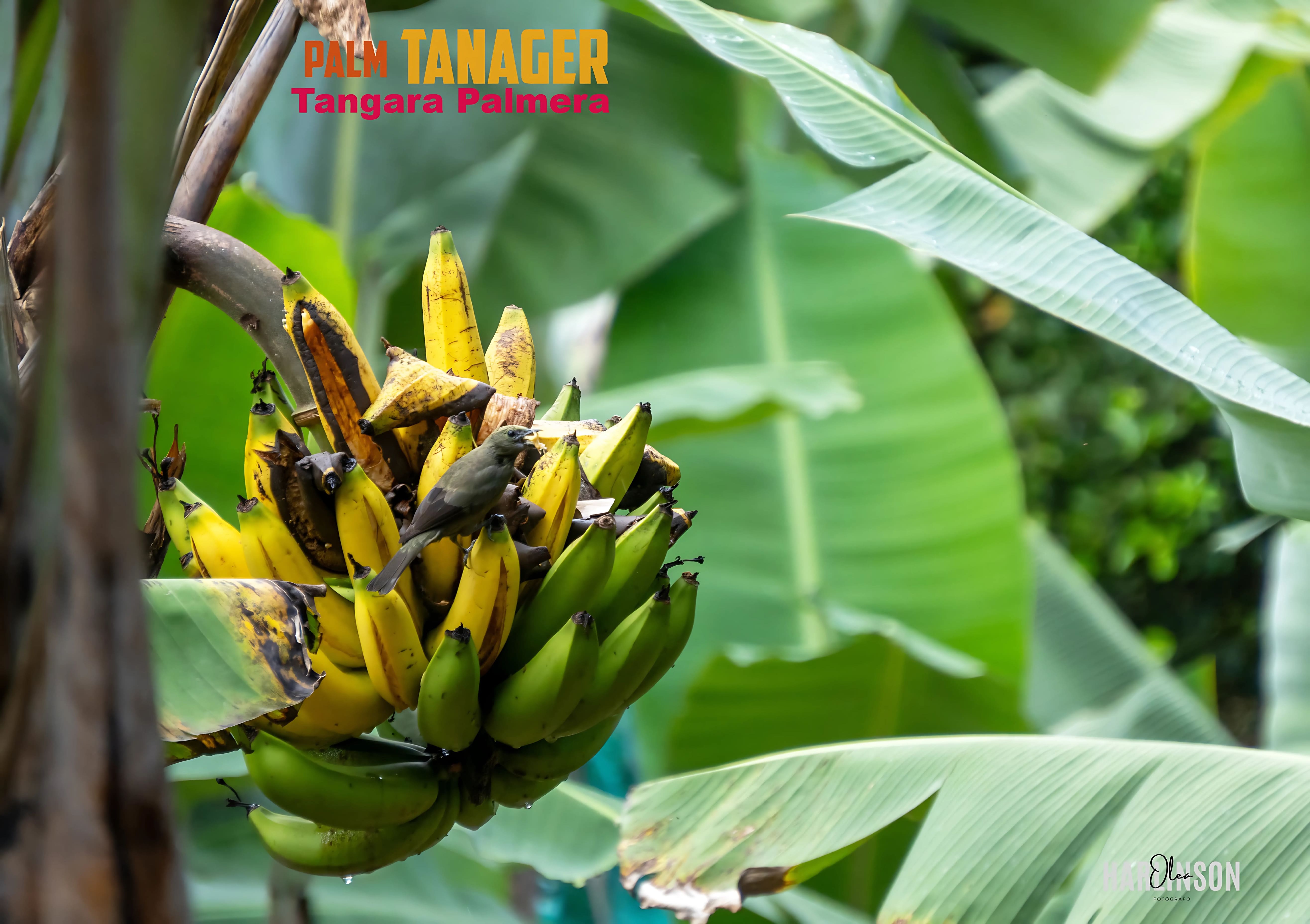 Tangara palmera