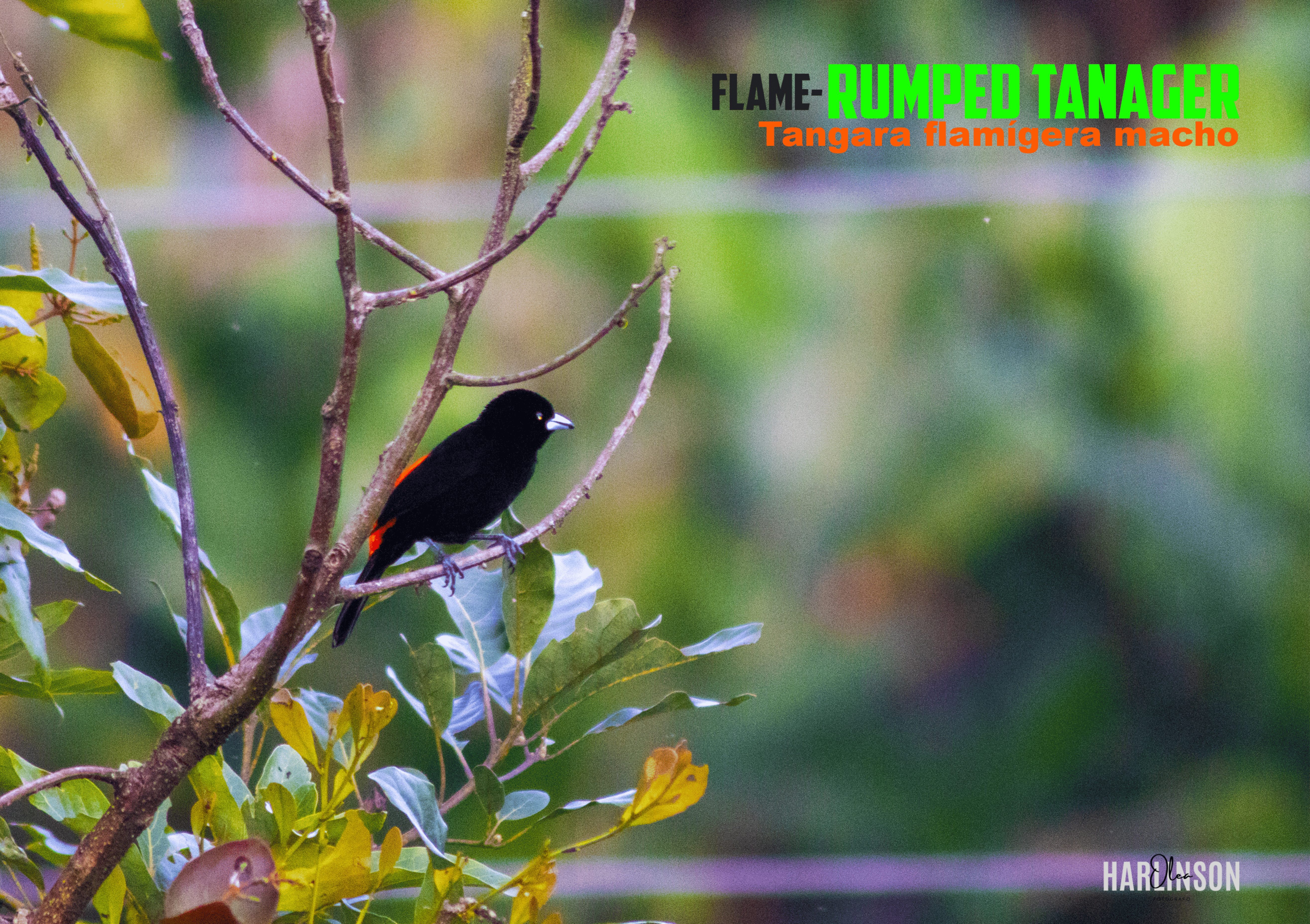 Tangara flamígera