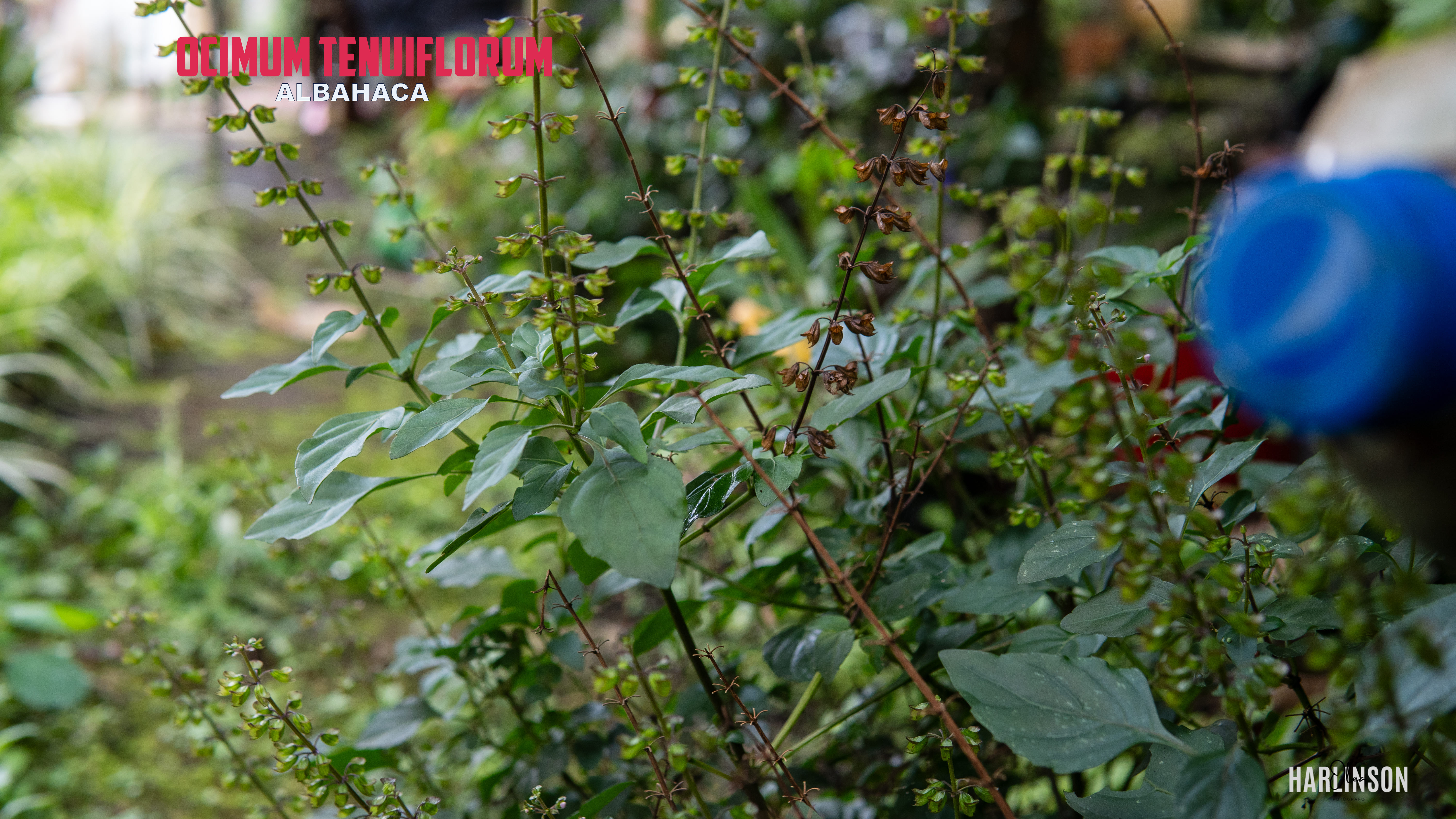 Albahaca